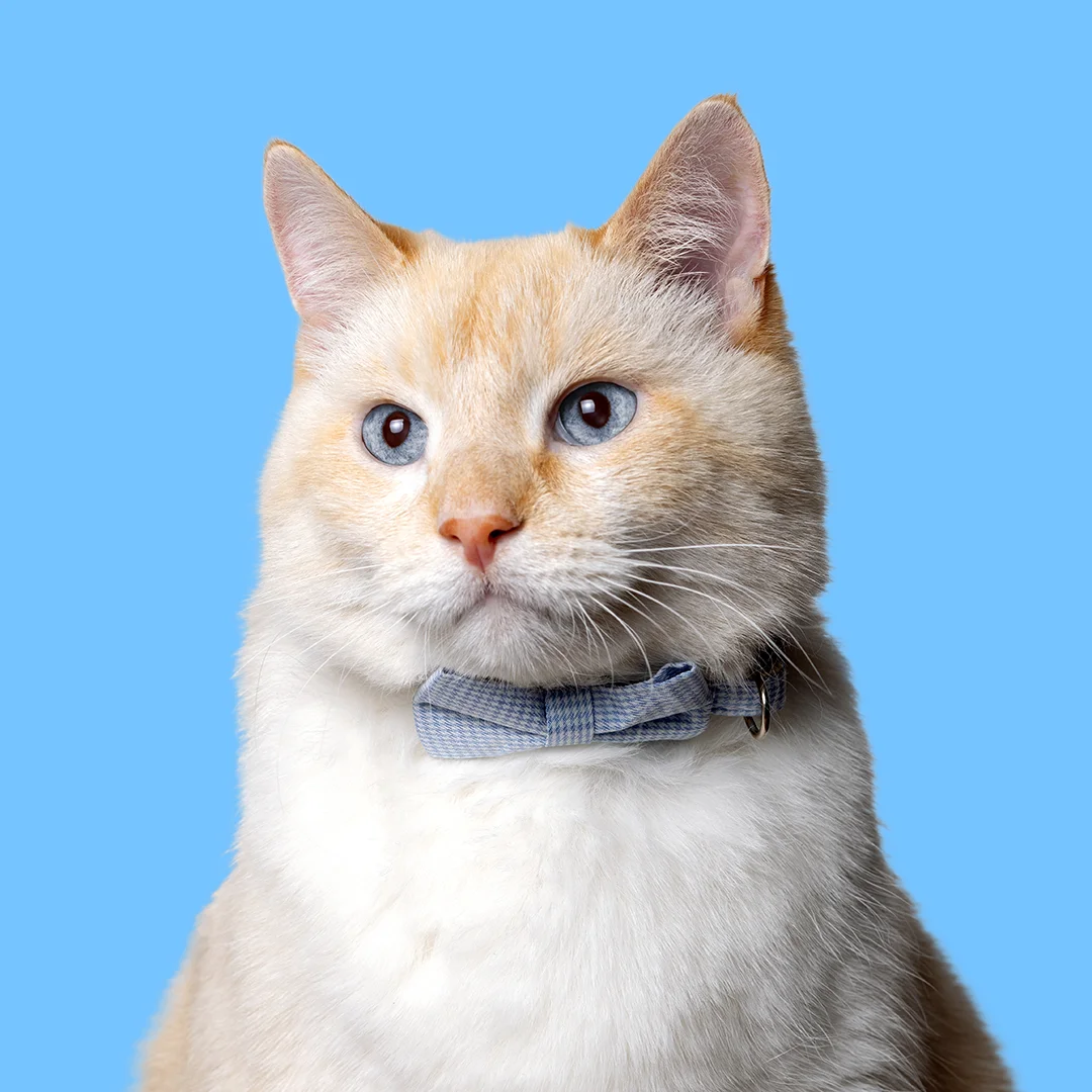 Cream-colored cat with blue eyes wearing a light blue bow tie, sitting against a solid blue background.