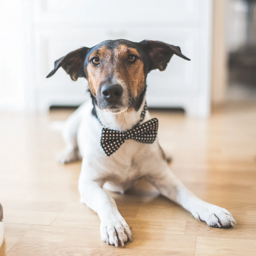 Brown and white dog lying on a wooden floor indoors wearing a black bow tie with white polka dots.