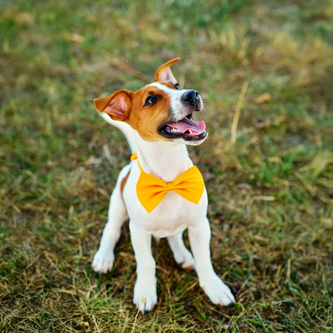 Small white and brown dog sitting on grass wearing a bright yellow bow tie and looking up happily.