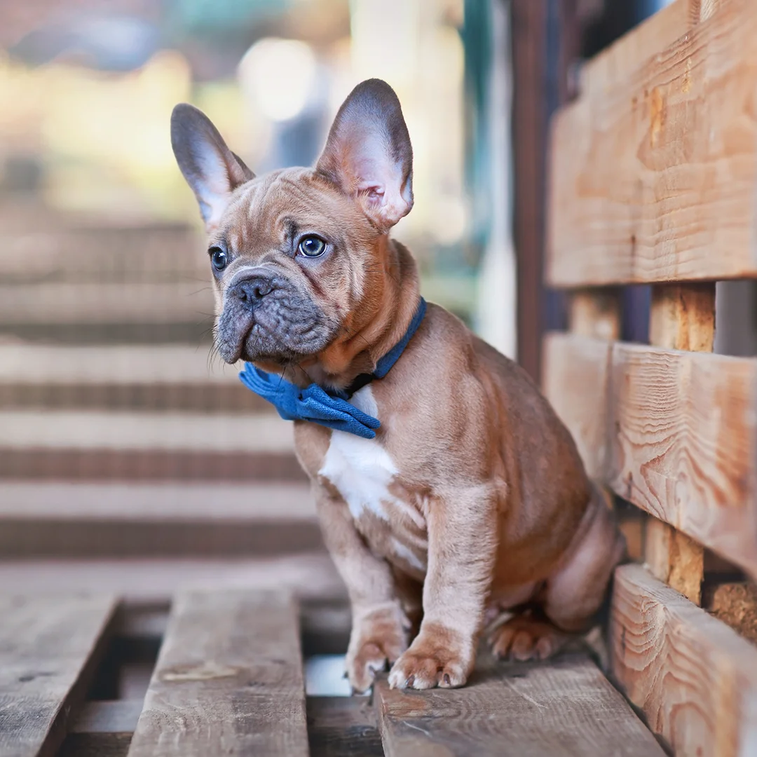 French Bulldog Puppy in Blue Bow Tie Brown French Bulldog puppy sitting on wooden pallets outdoors wearing a blue bow tie.