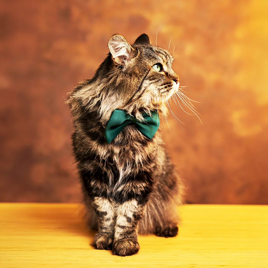 Gray Cat Wearing Green Bow Tie Fluffy gray tabby cat with green eyes wearing a green bow tie, sitting on a wooden surface against a warm brown background.