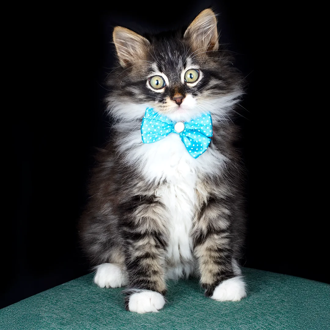 Fluffy black and white kitten wearing a bright blue polka dot bow tie, sitting indoors against a dark background.