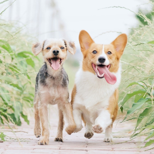 2 dogs running