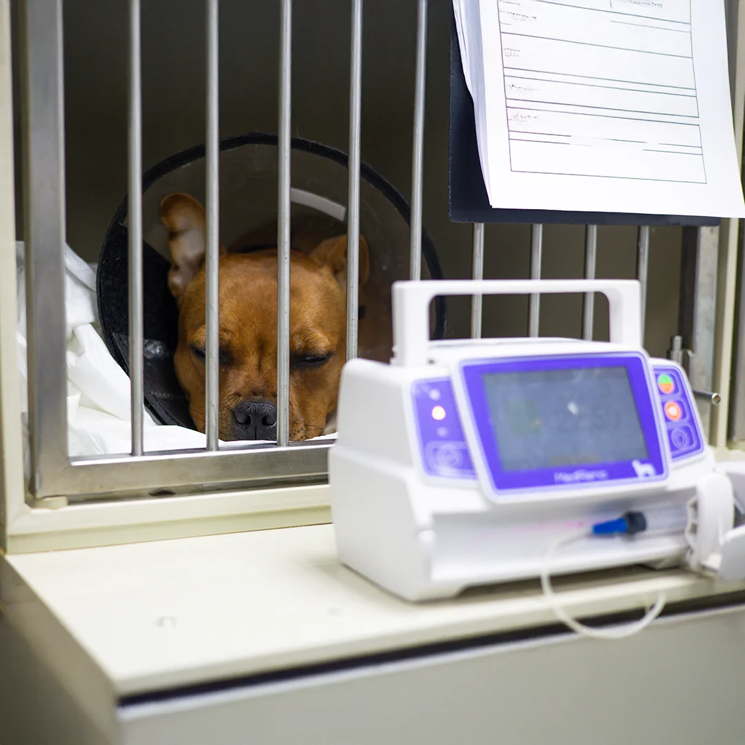 Cream-colored cat with blue eyes wearing a light blue bow tie, sitting against a solid blue background.