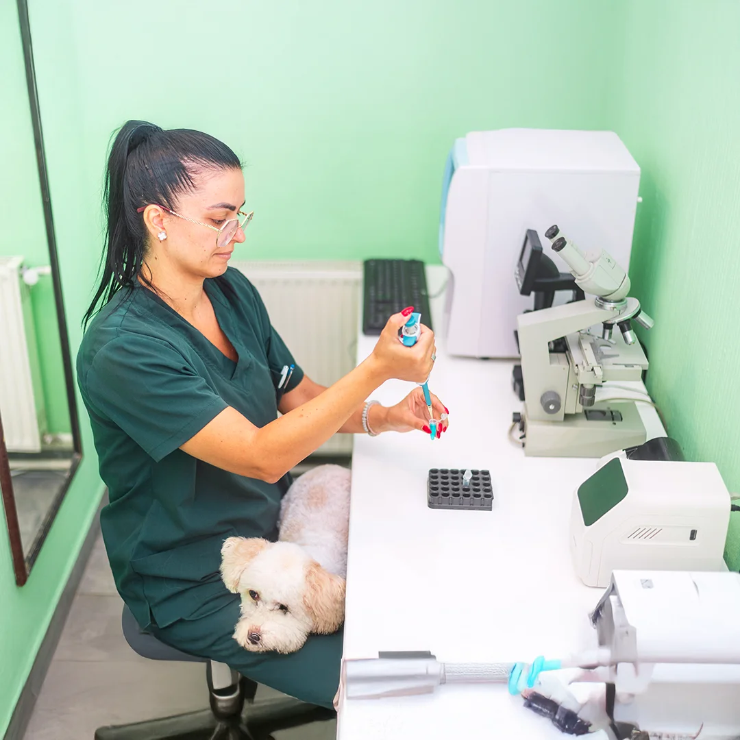 Brown and white dog lying on a wooden floor indoors wearing a black bow tie with white polka dots.