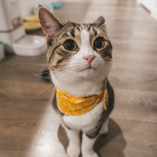 cute cat with yellow band cute cat with yellow band