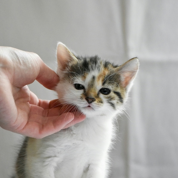 cute-kitten (1) cute kitten