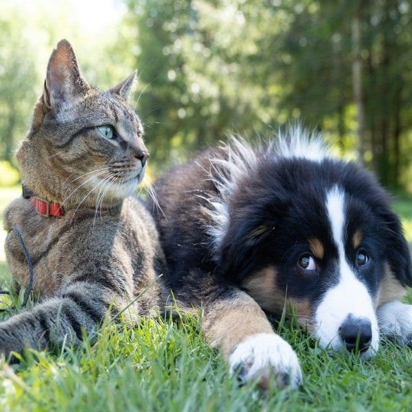 dog and cat sitting on grass dog and cat sitting on grass