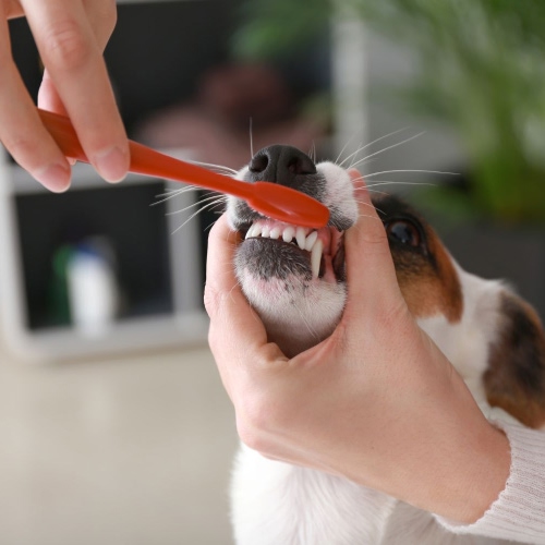 dog-dental