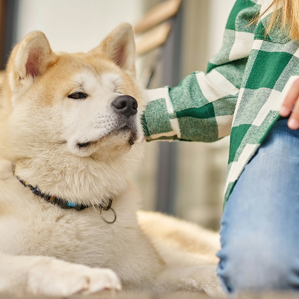 dog wellness matters dog wellness matters<br />