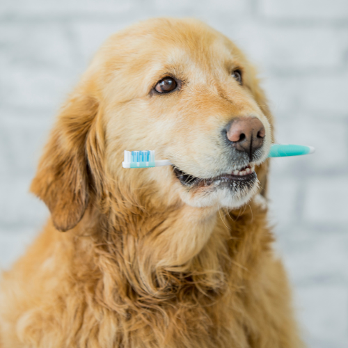 dog with brush in mouth
