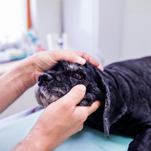 person holding black dog face who is lying on clinic bed