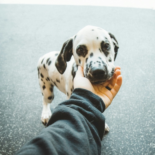 person holding dalmatian puppy face