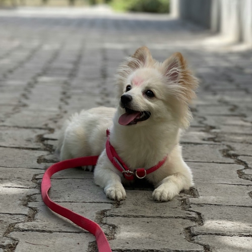 puppy with red collar sitting down