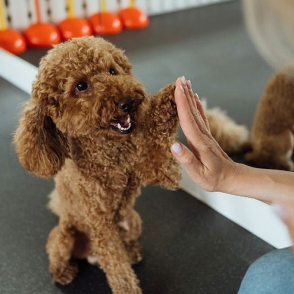 small dog giving hifive