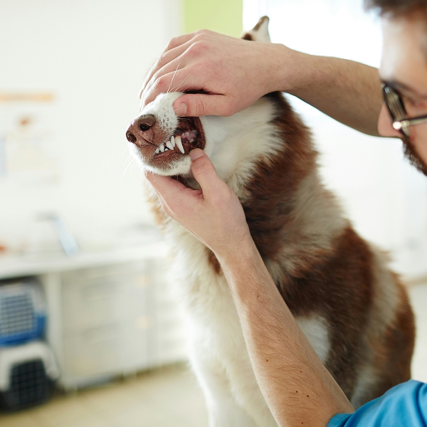 vet inspecting dog teeth vet inspecting dog teeth