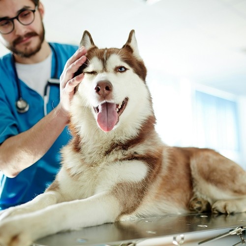 vet checking husky