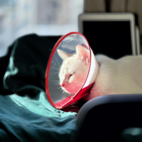white cat with cone taking sunlight