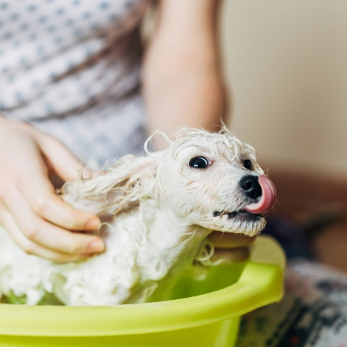 white dog bathing in green tub
