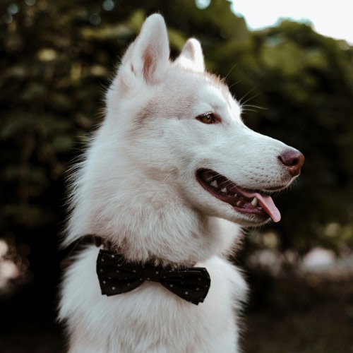 white dog looking sideway