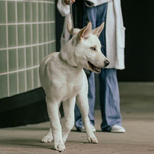 white dog walking around