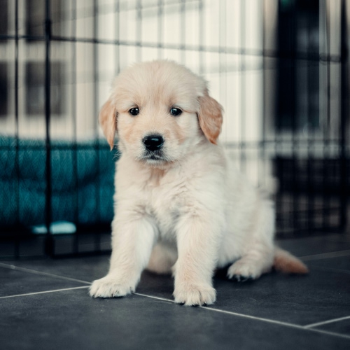 white puppy sitting on floor with grey tiles with white border white puppy sitting on floor