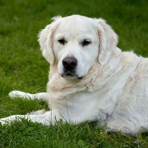 white dog sitting on grass