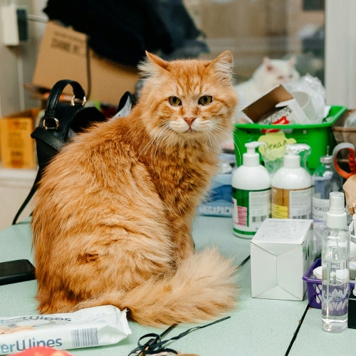 yellow cat sitting with spray bottles and boxes around
