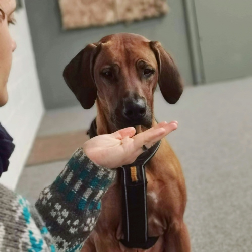 a brown dog sitting and looking at a lady's hand infront
