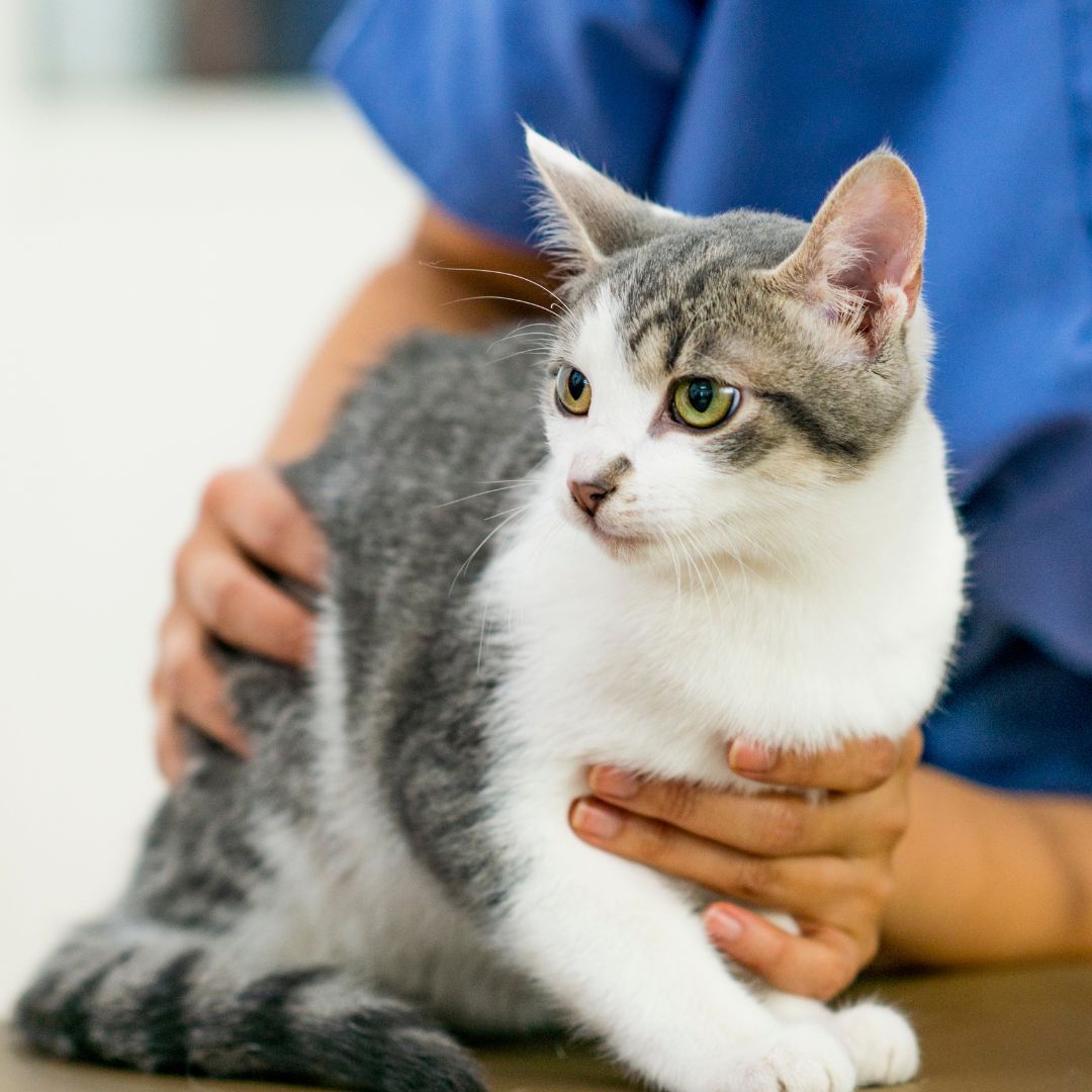 cat being held by vet cat being held by vet