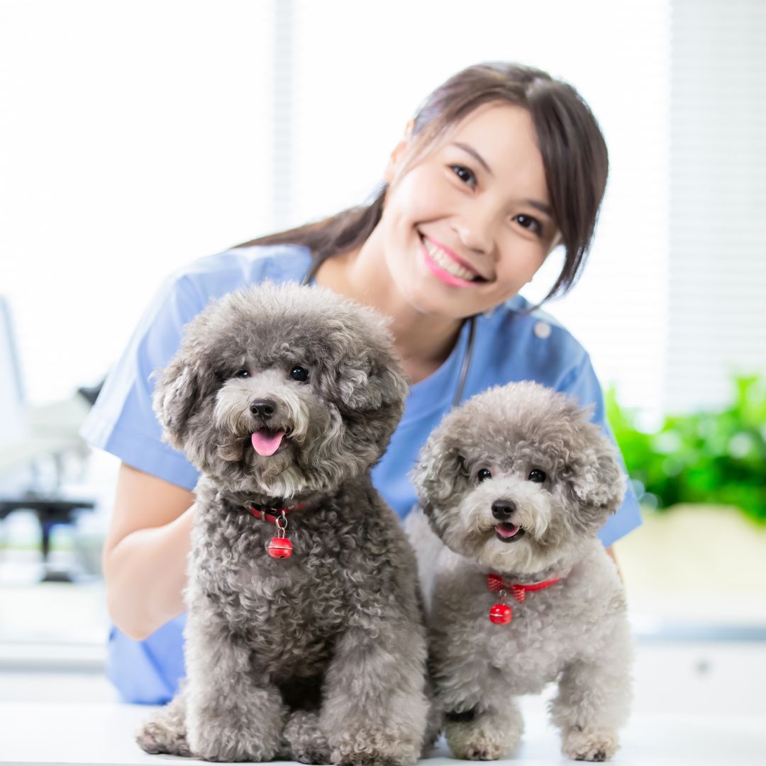 two grey cute dogs with vet two grey cute dogs with vet