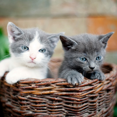 two kittens in basket