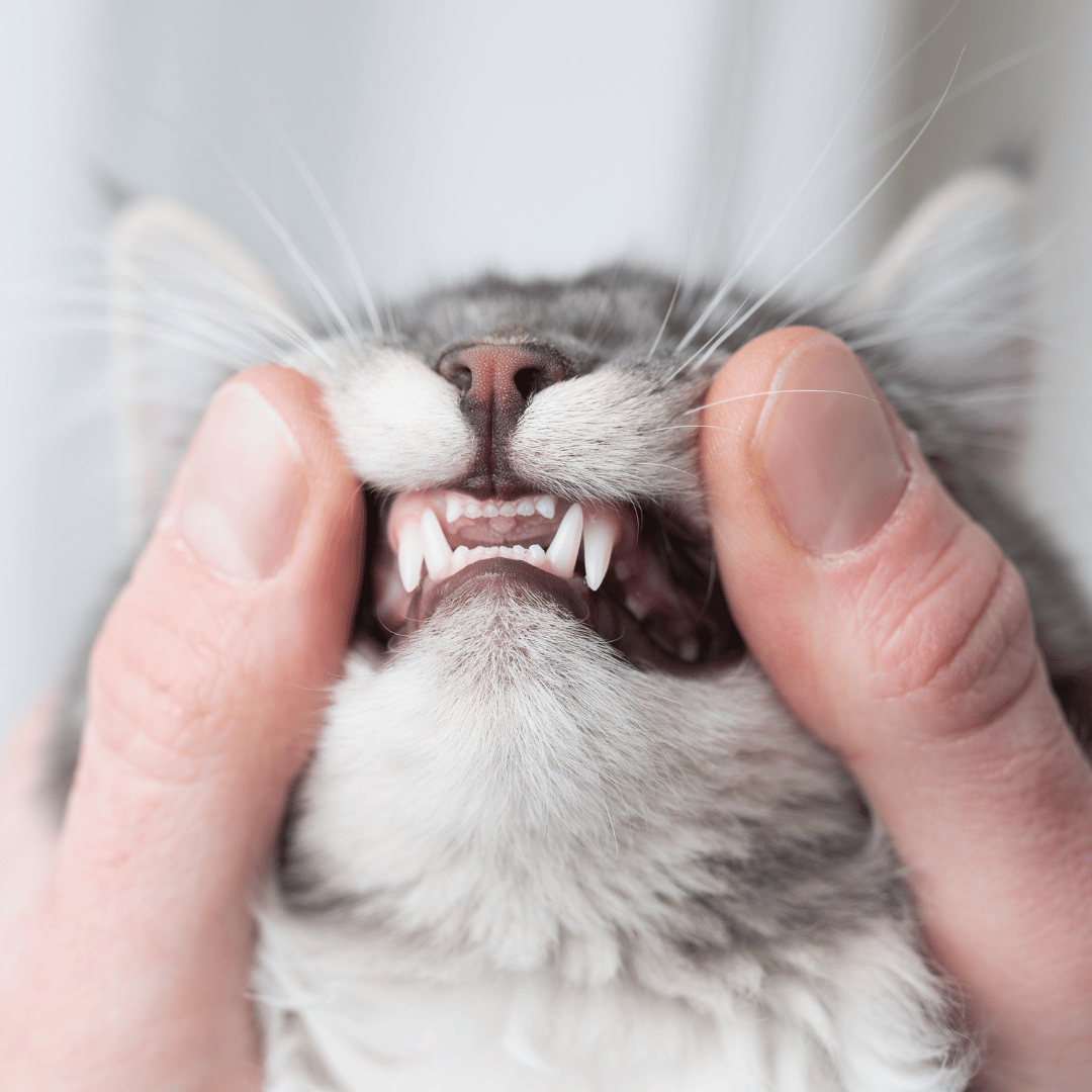 Why Pet Dental Care Matters - pet teeth checked