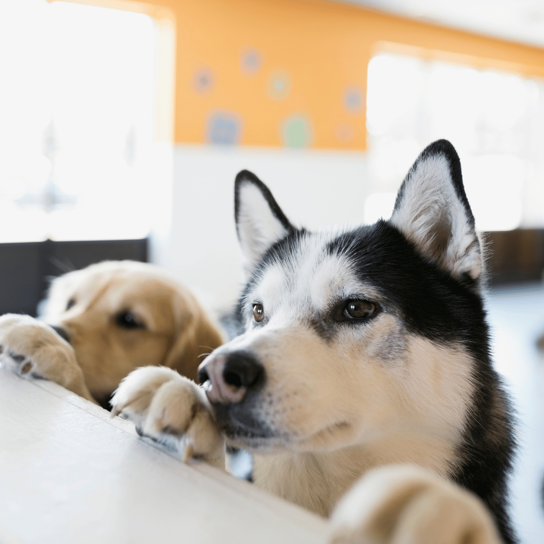 cat sitting on wooden floor